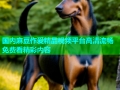 国内麻豆作爱精品视频平台高清流畅免费看精彩内容